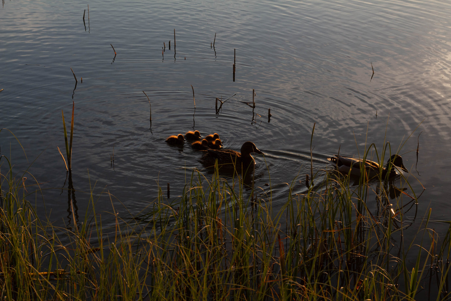 Silhouette of Ducks and Ducklings in Pond During Sunset