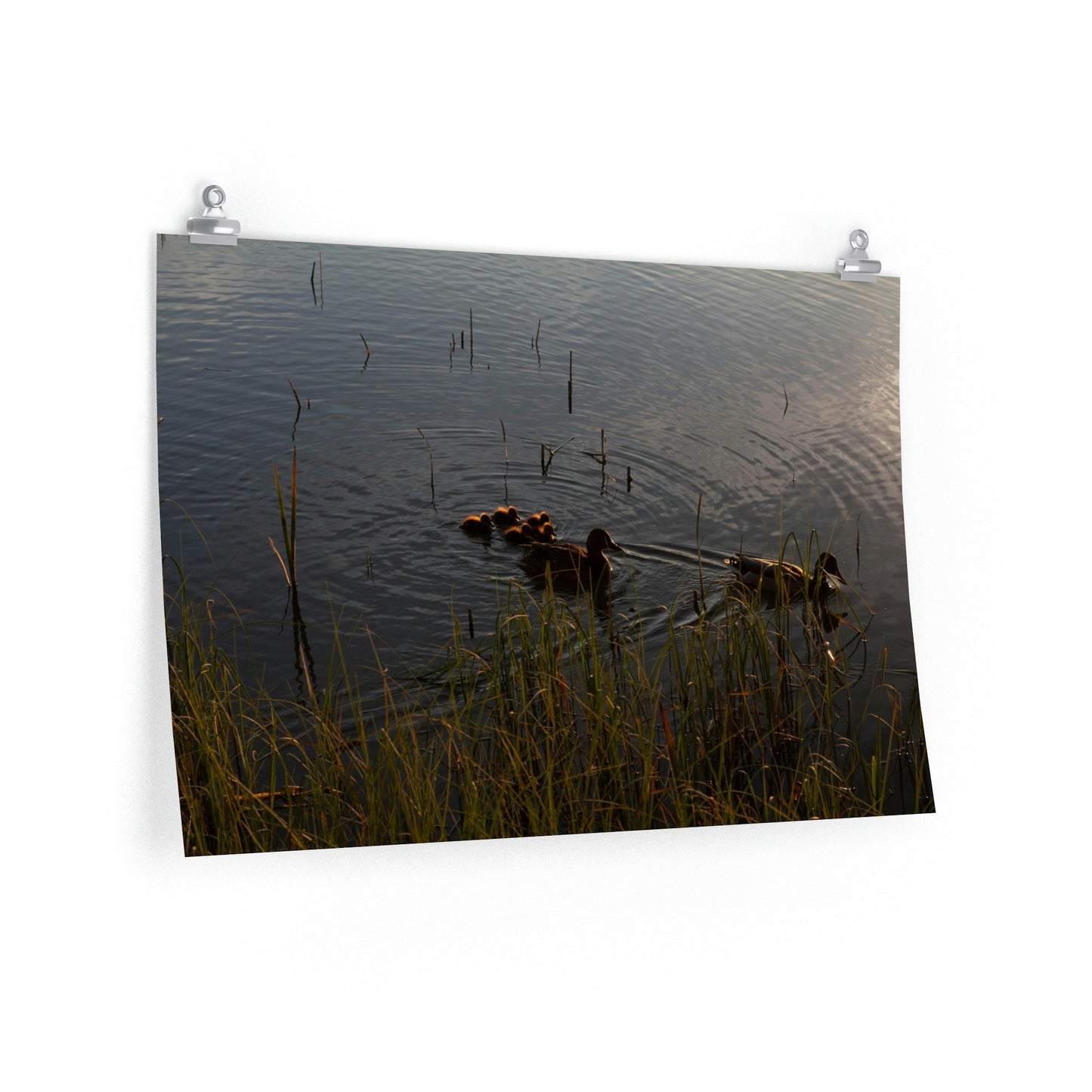 Ducklins of Järvenpää