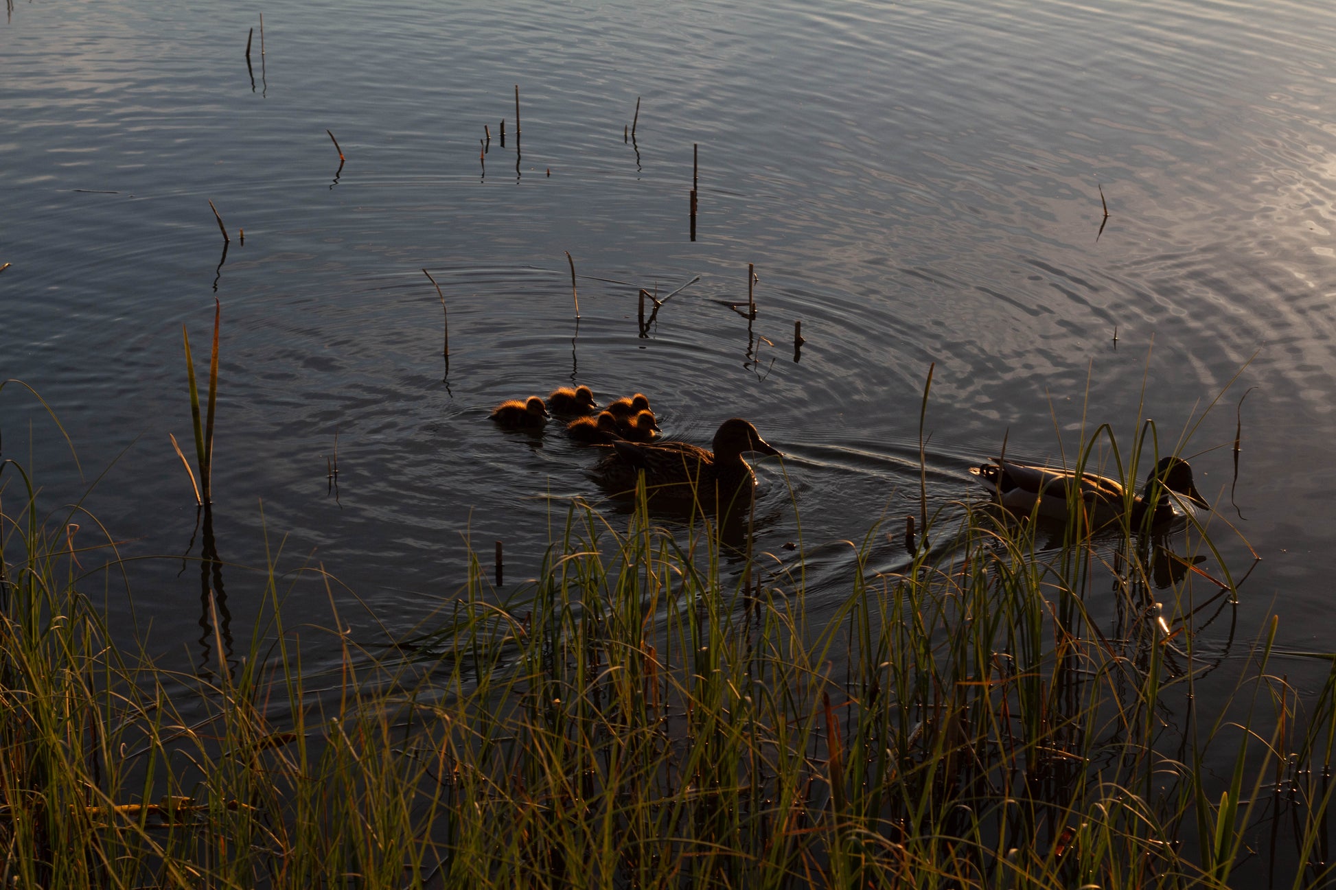 Silhouette of Ducks and Ducklings in Pond During Sunset