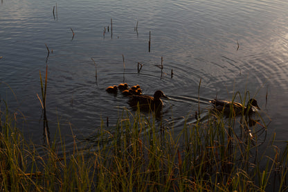 Silhouette of Ducks and Ducklings in Pond During Sunset